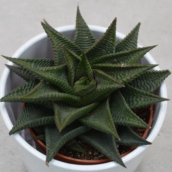 Haworthia limifolia Twister - 10,5cm