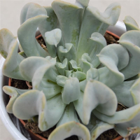 Echeveria runyonii Spider - 8,5cm