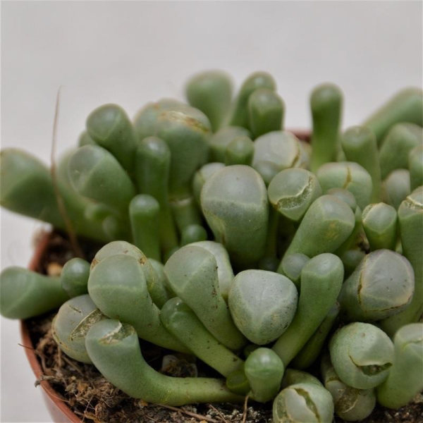 Fenestraria aurantiaca - 8,5cm