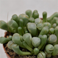 Fenestraria aurantiaca - 8,5cm