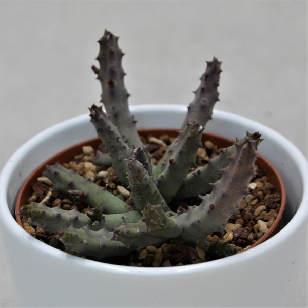 Stapelia Pendula - 10,5cm