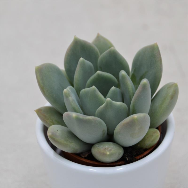 x Pachyveria Corvus - 5,5cm