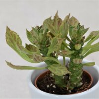 Euphorbia neostapelioides - 5,5cm