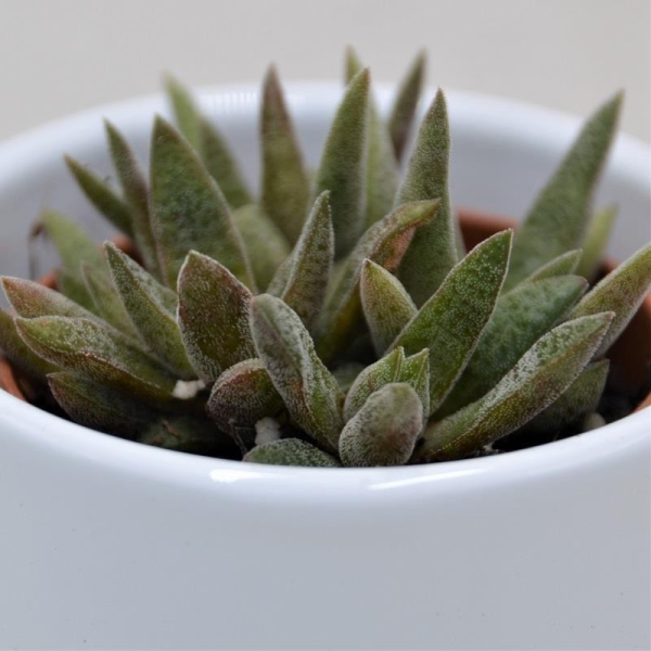 Crassula schmidtii