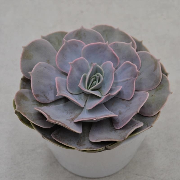 Echeveria pollux - 12cm