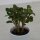 Euphorbia milii - 5,5cm